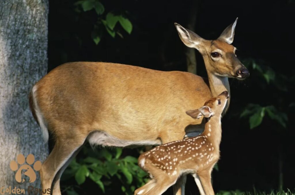 portrait of two deer