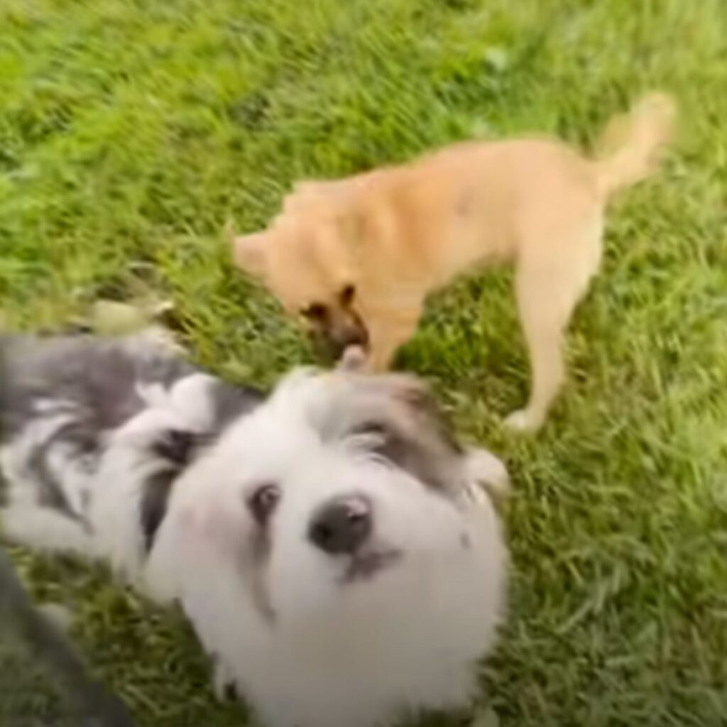 portrait of two dogs in a field