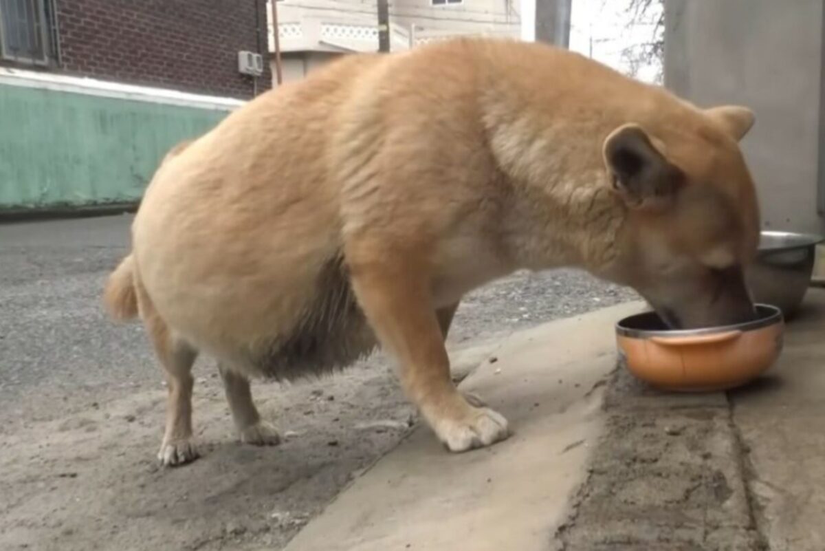 Pregnant Stray Dog Wandering The Streets All Alone Reveals A Shocking ...