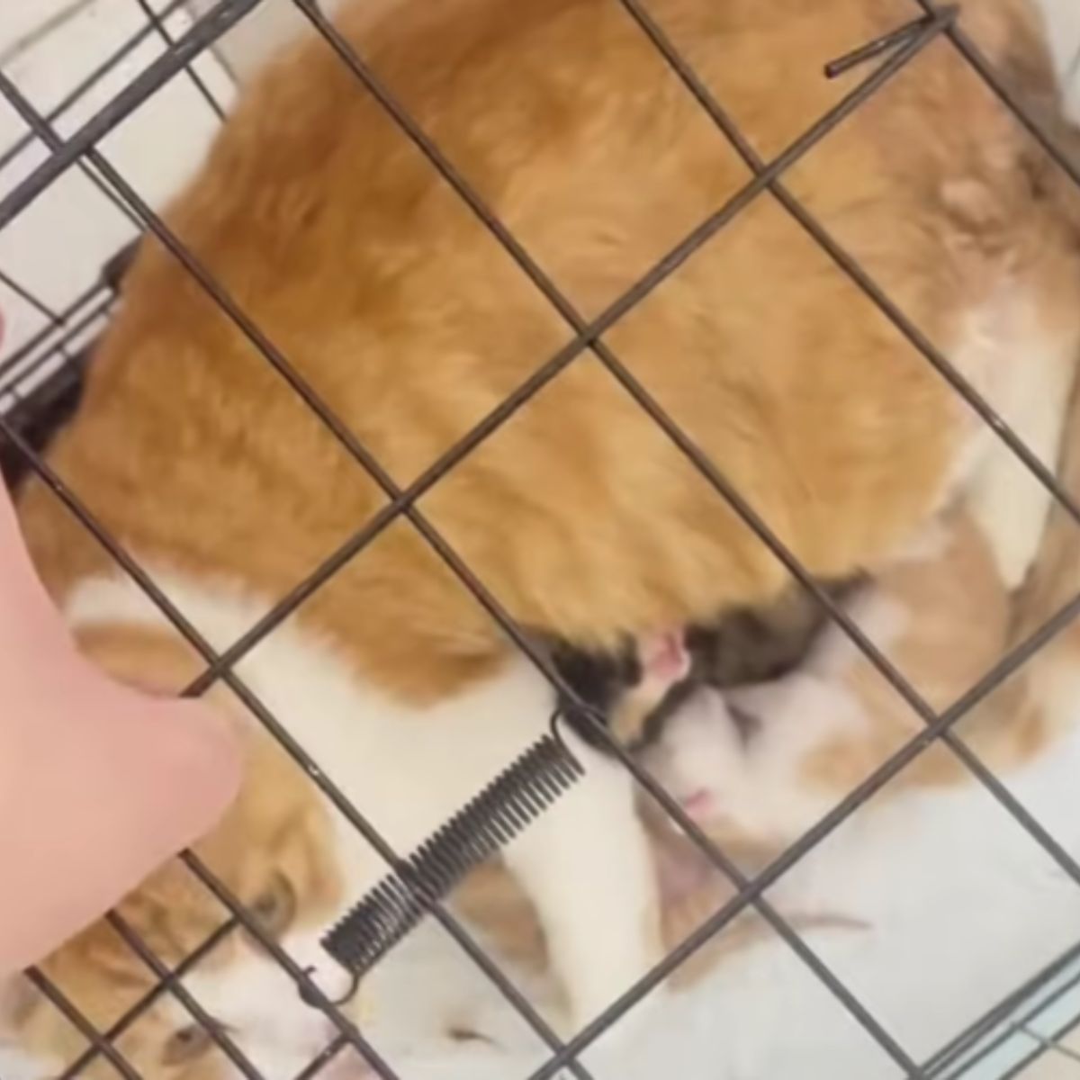 pregnant cat in cage