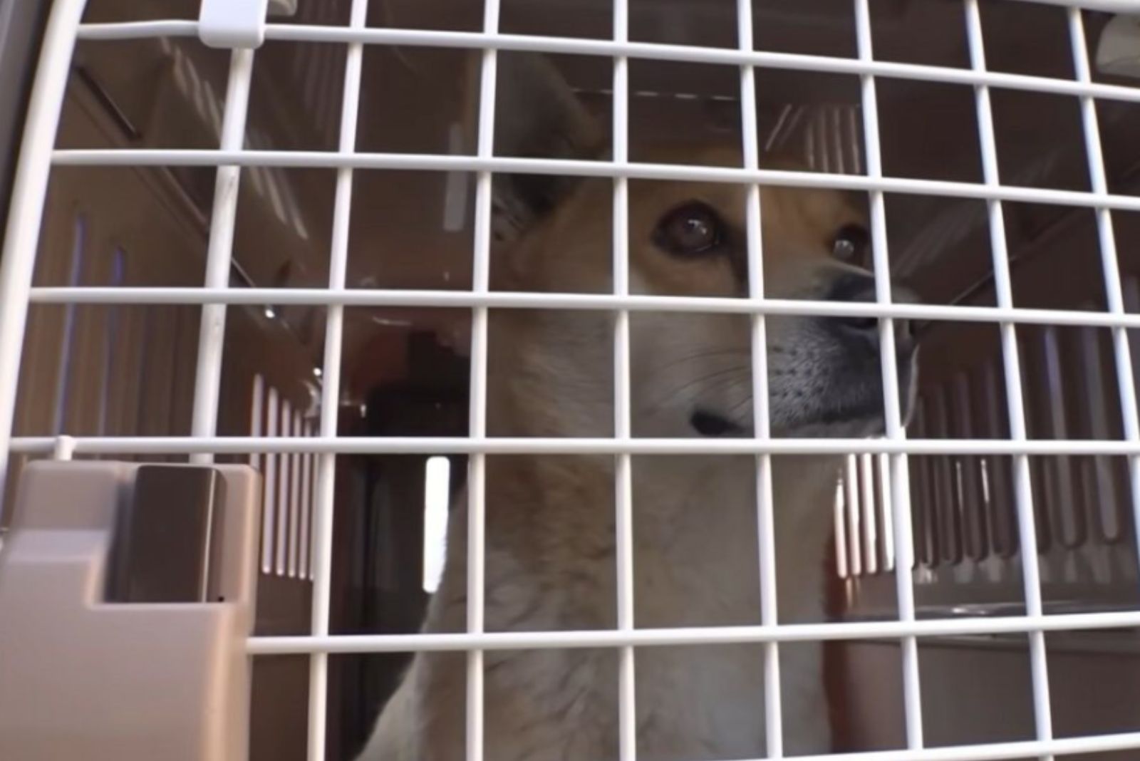 pregnant dog in crate