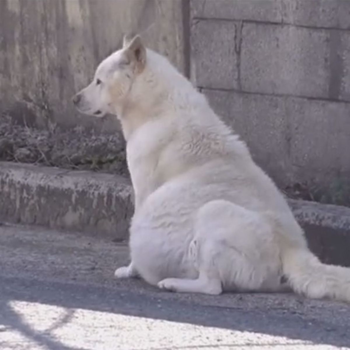 pregnant dog sitting