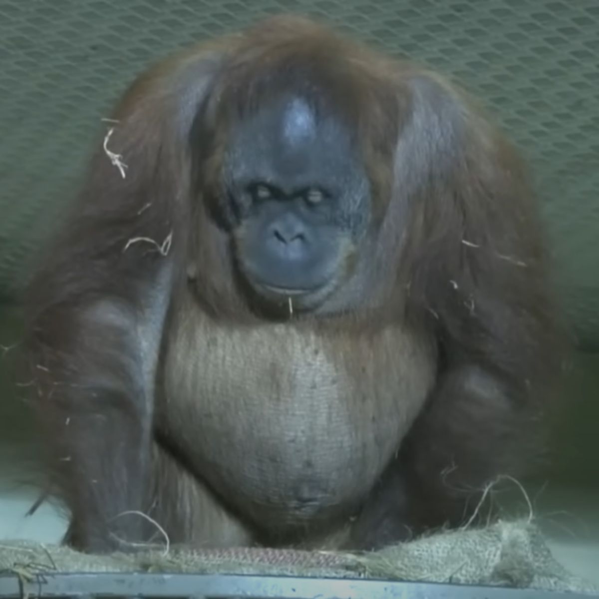 pregnant orangutan