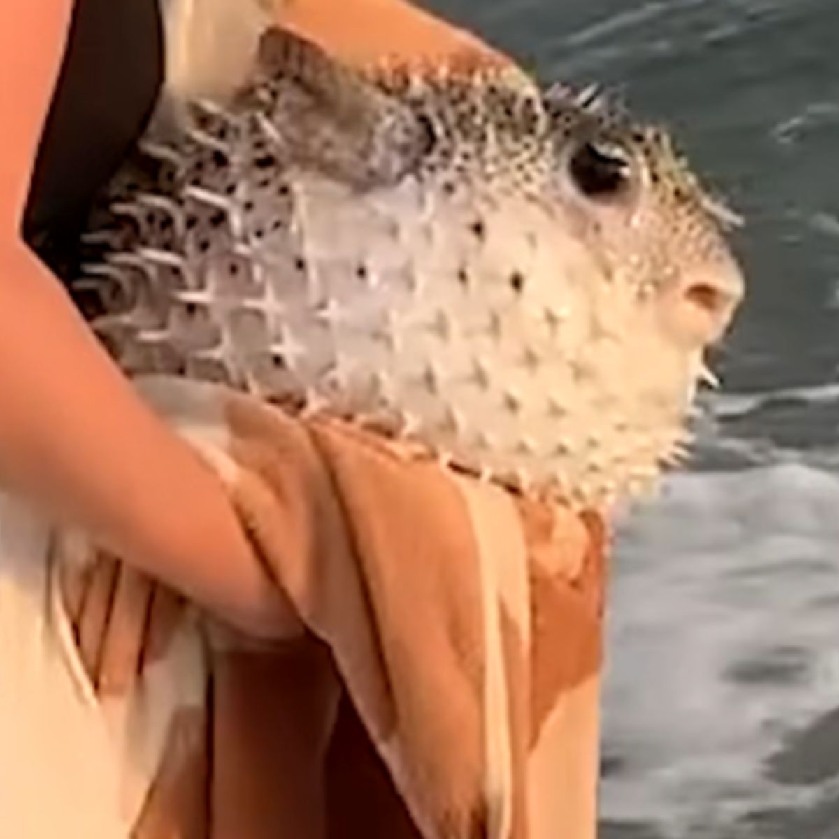 pufferfish in a towel