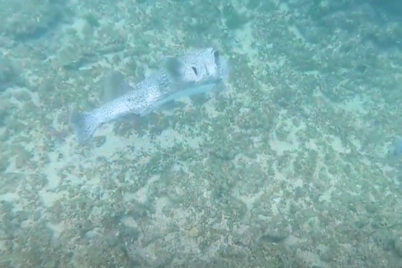 pufferfish in water