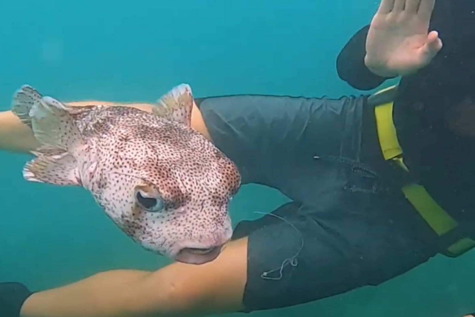 pufferfish swimming next to diver