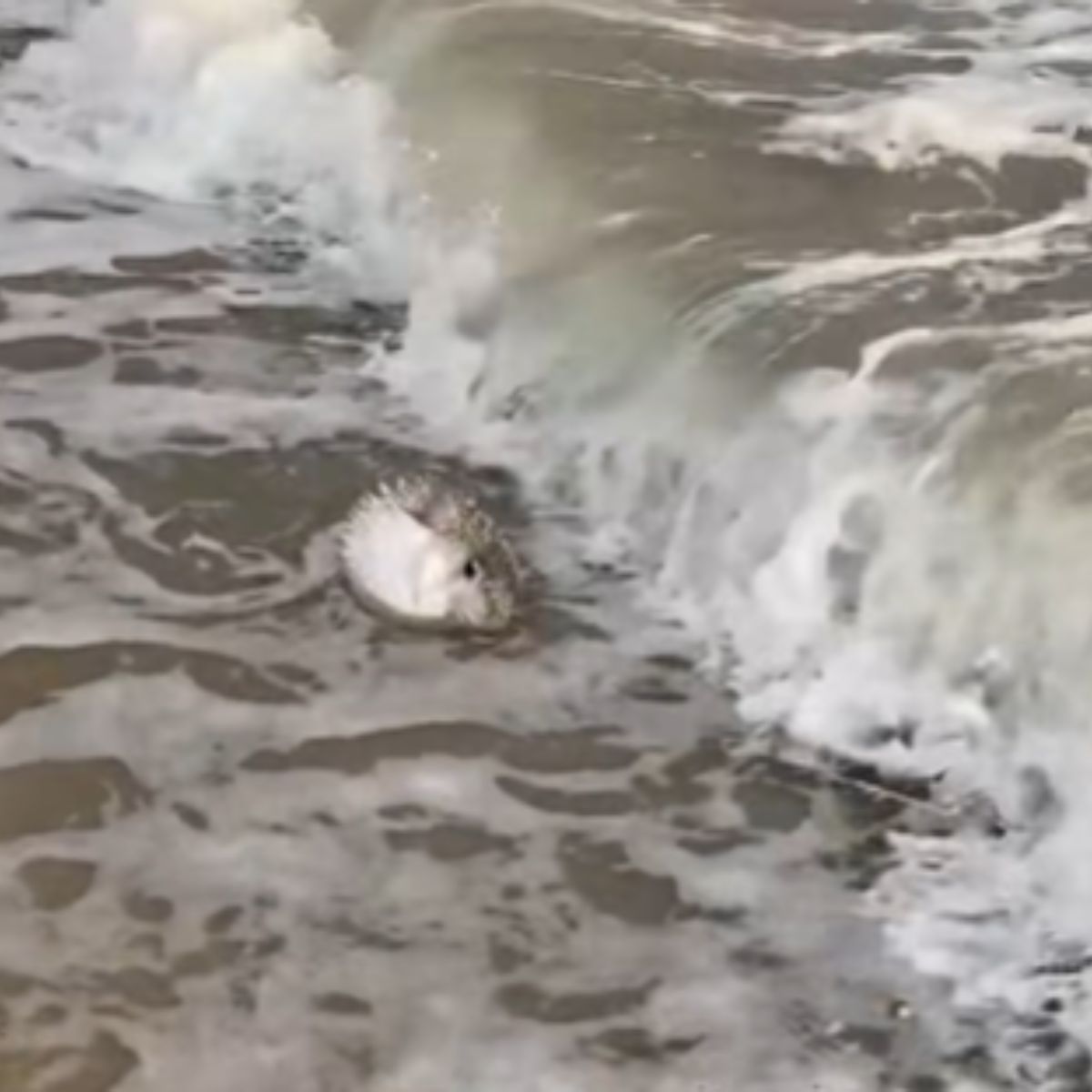 pufferfish washed up on shore