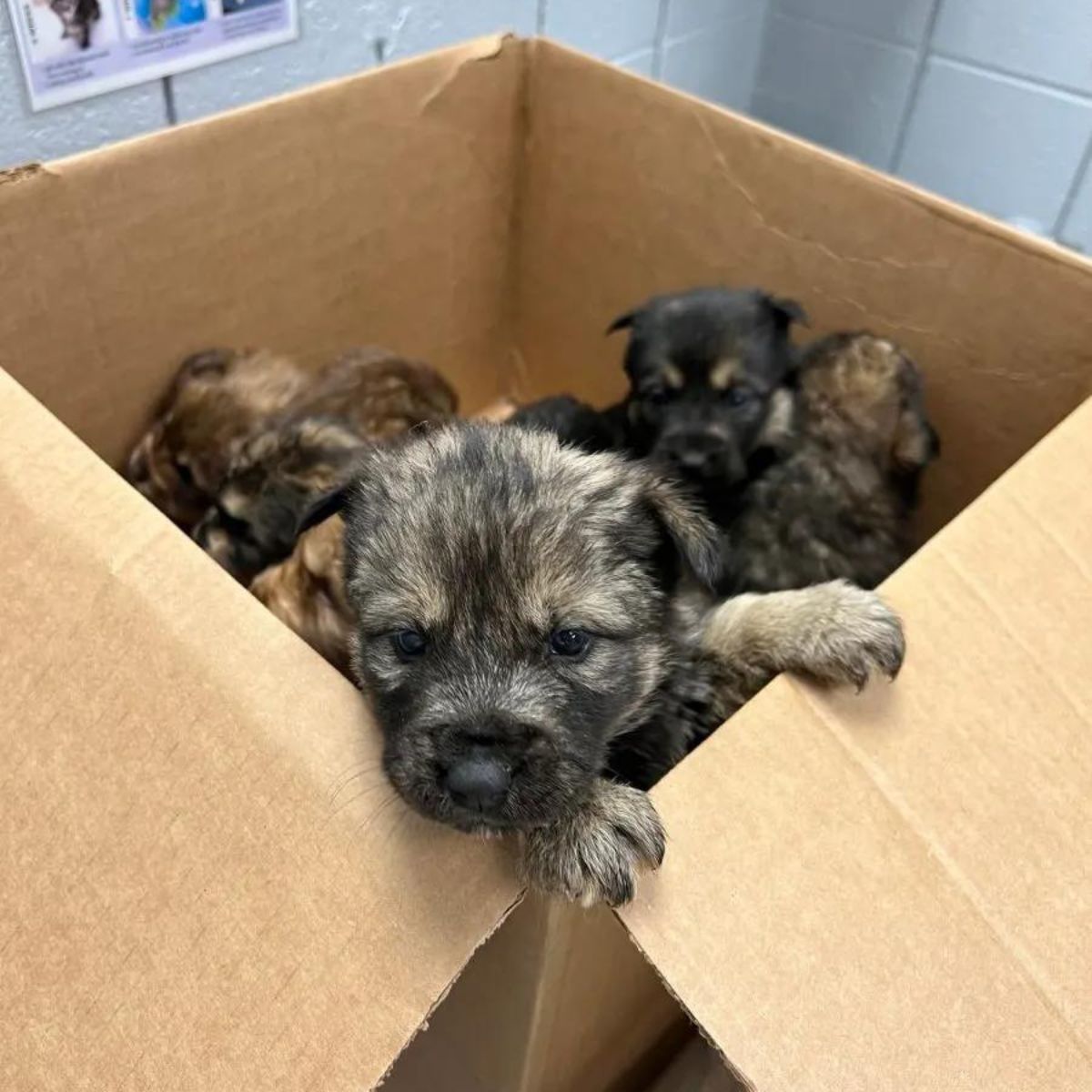 puppies in a box