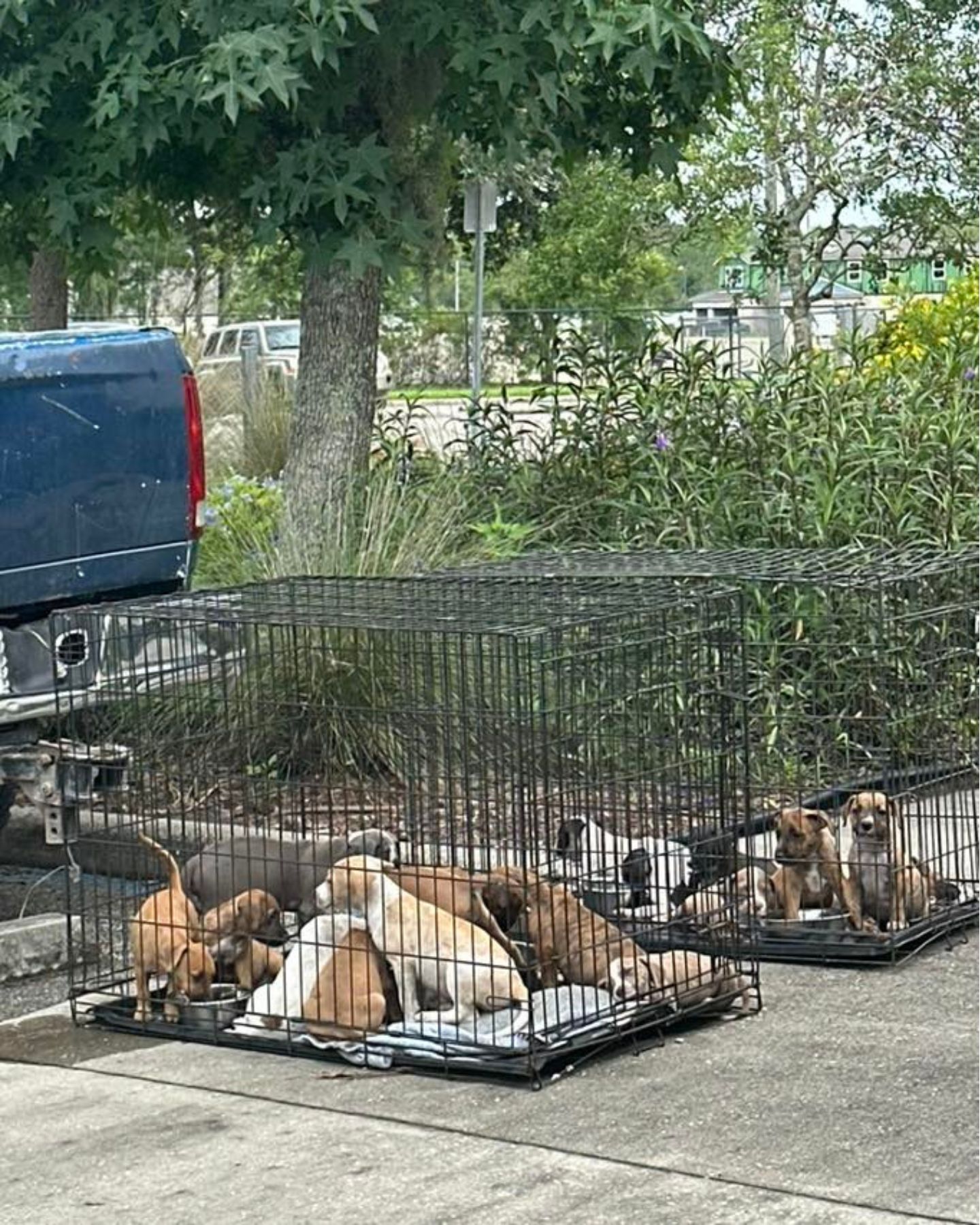 puppies in two cages