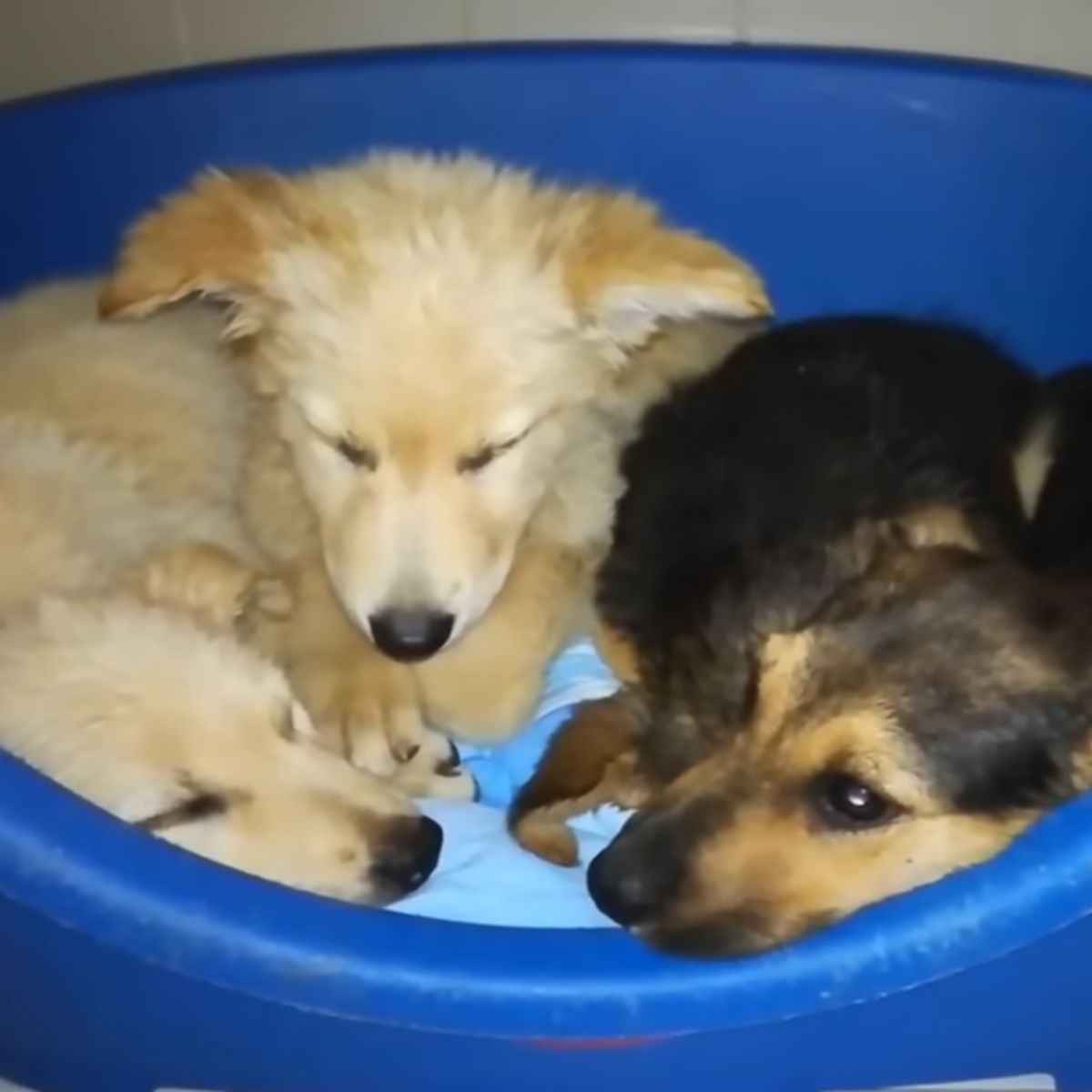 puppies lying together