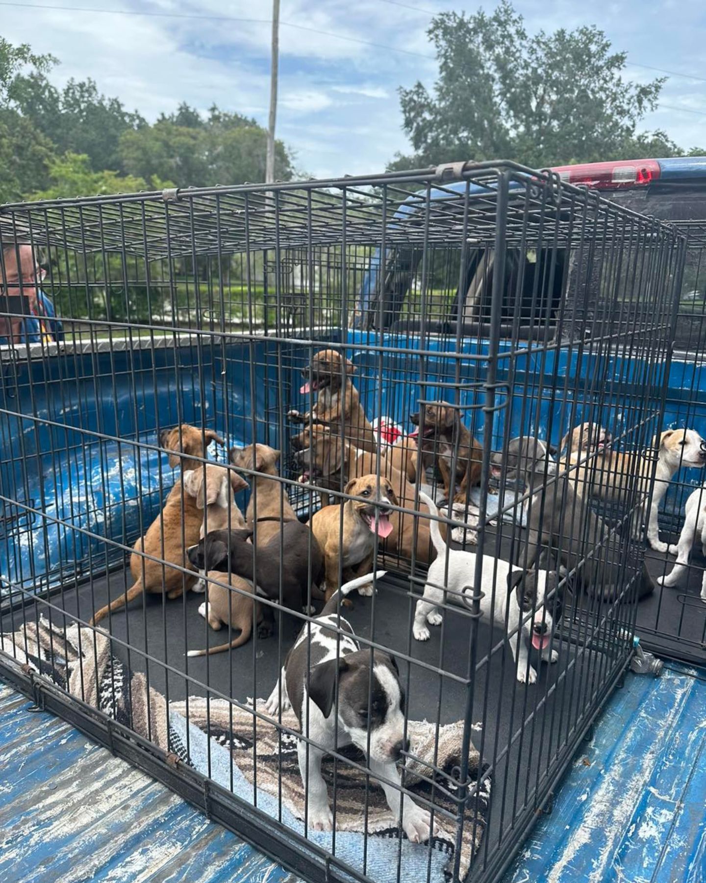 puppies on a truck