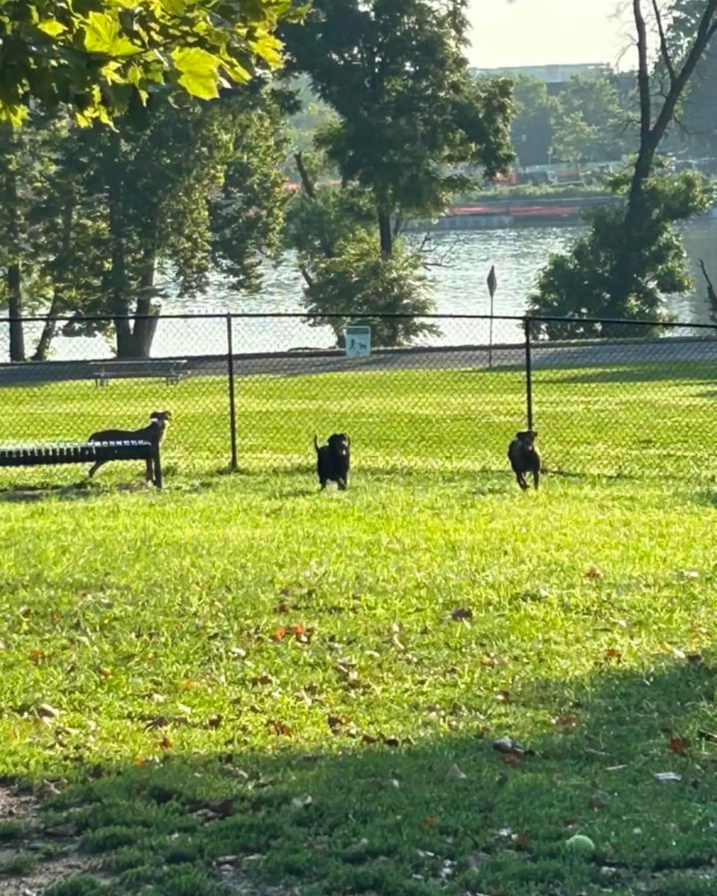 puppies running on grass