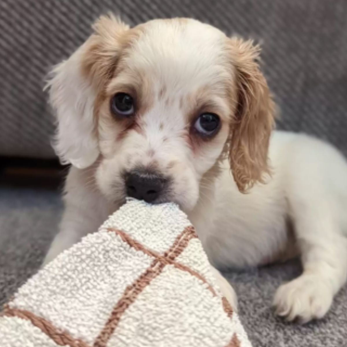 puppy biting a towel