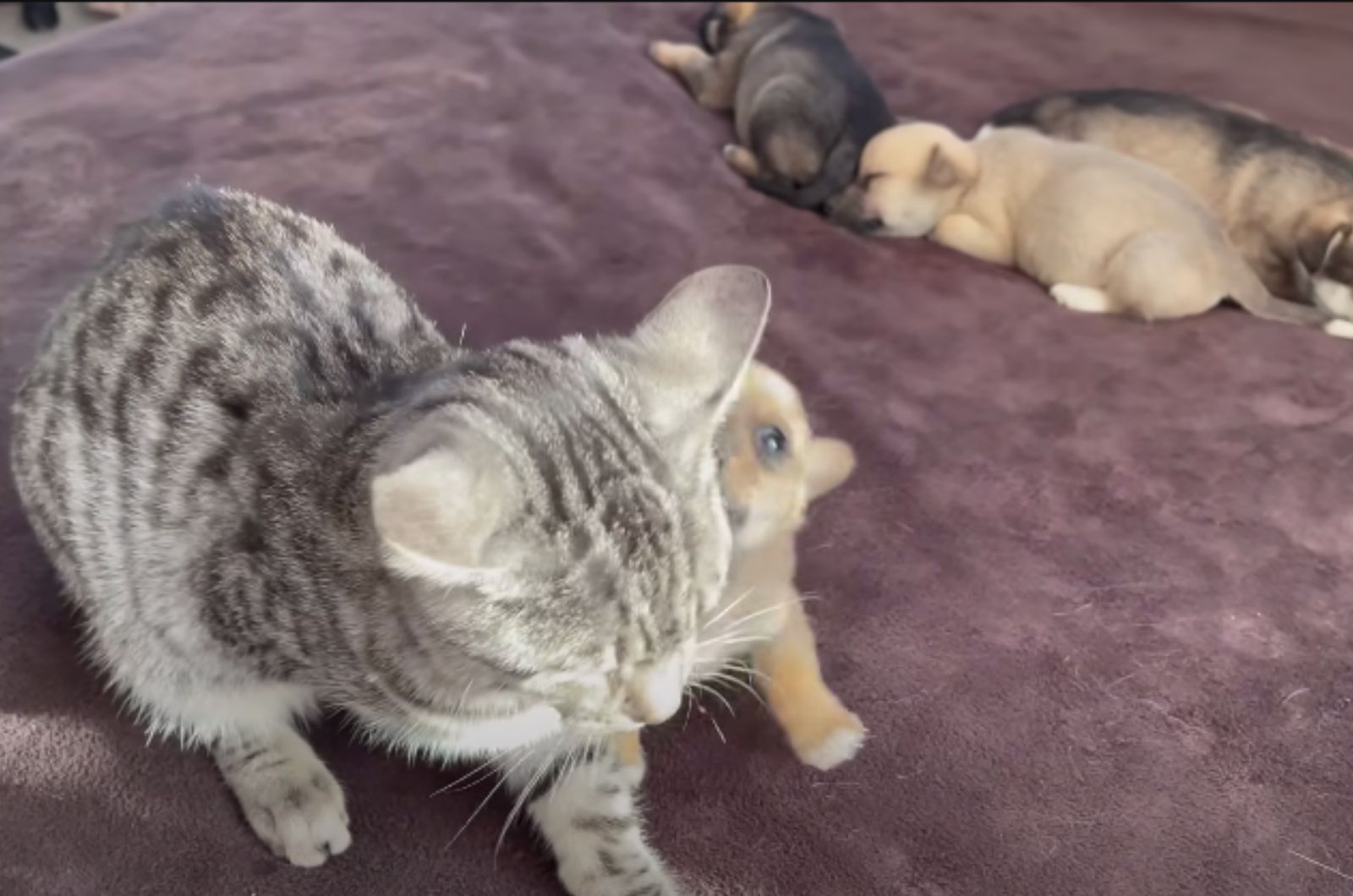 puppy bothering cat