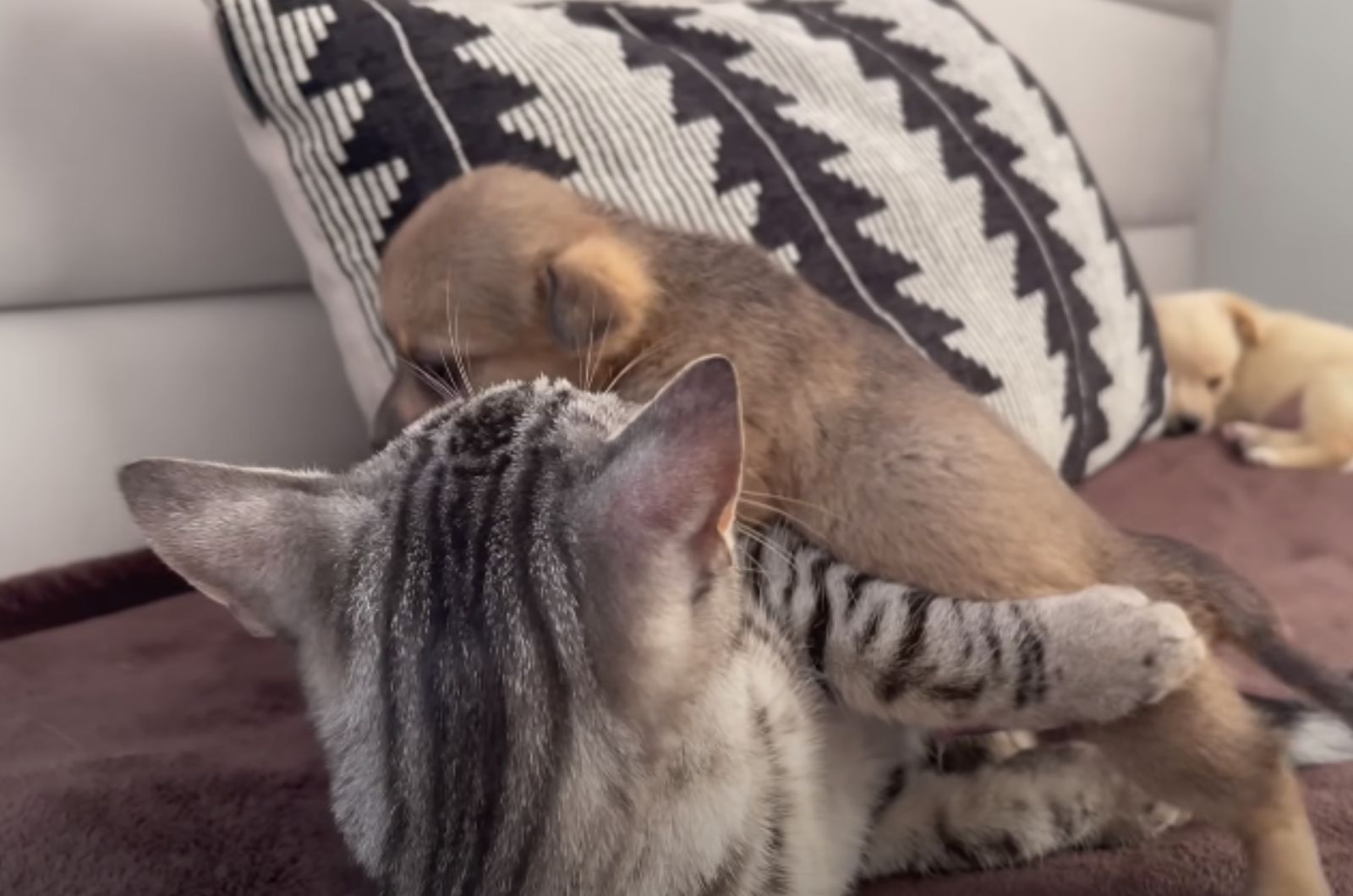 puppy climbing on the cat