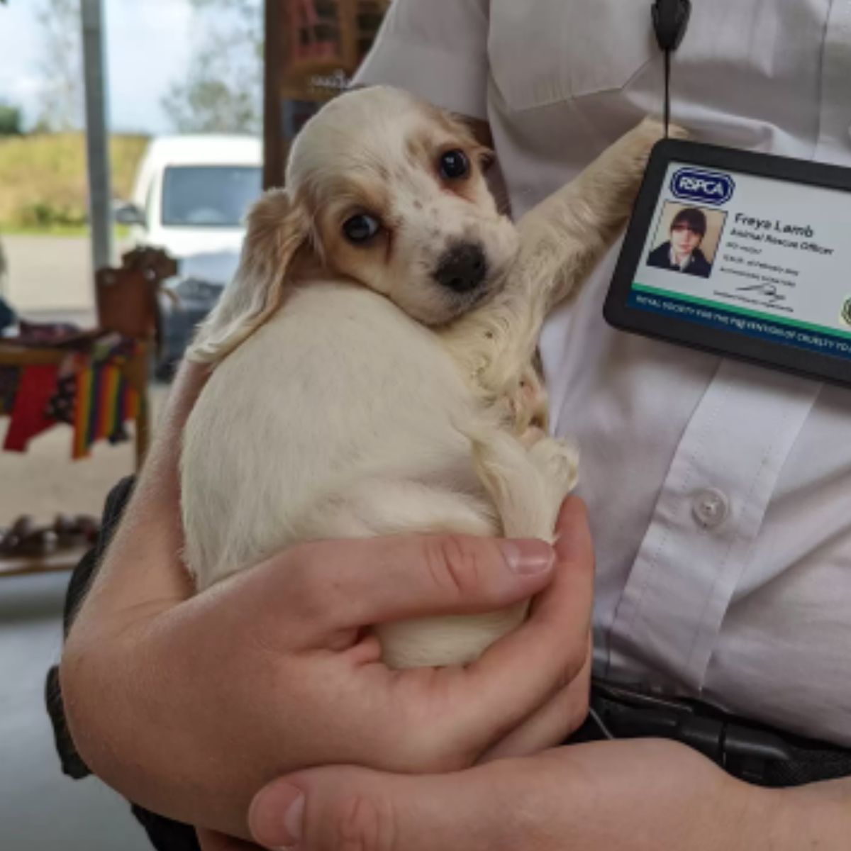 puppy in rescuer hands