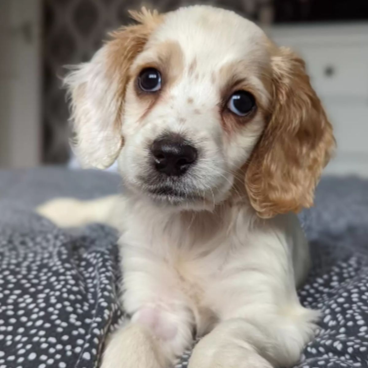 puppy laying on bed