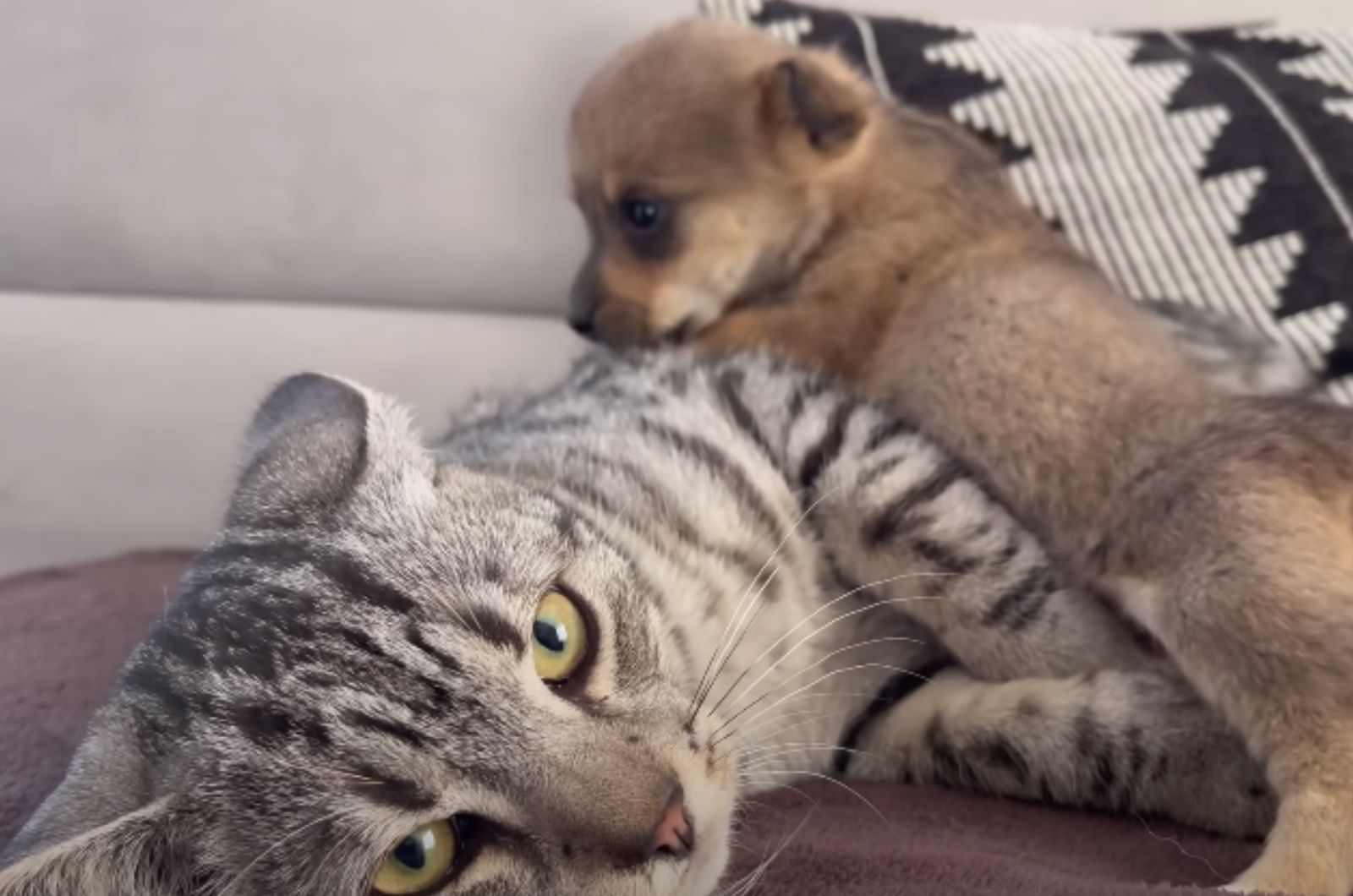 puppy on the cat laying