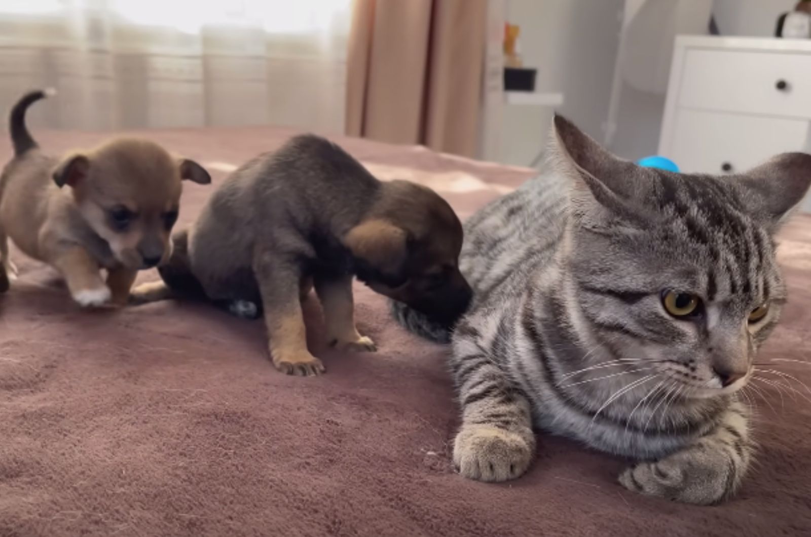 puppy sniffing cat