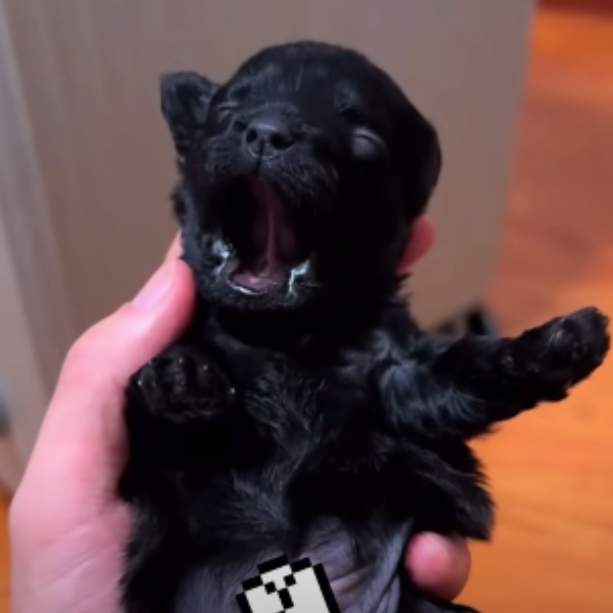 puppy yawning