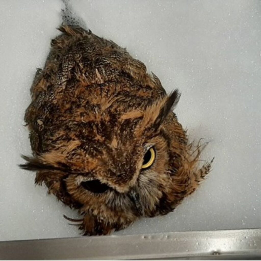 rescued owl