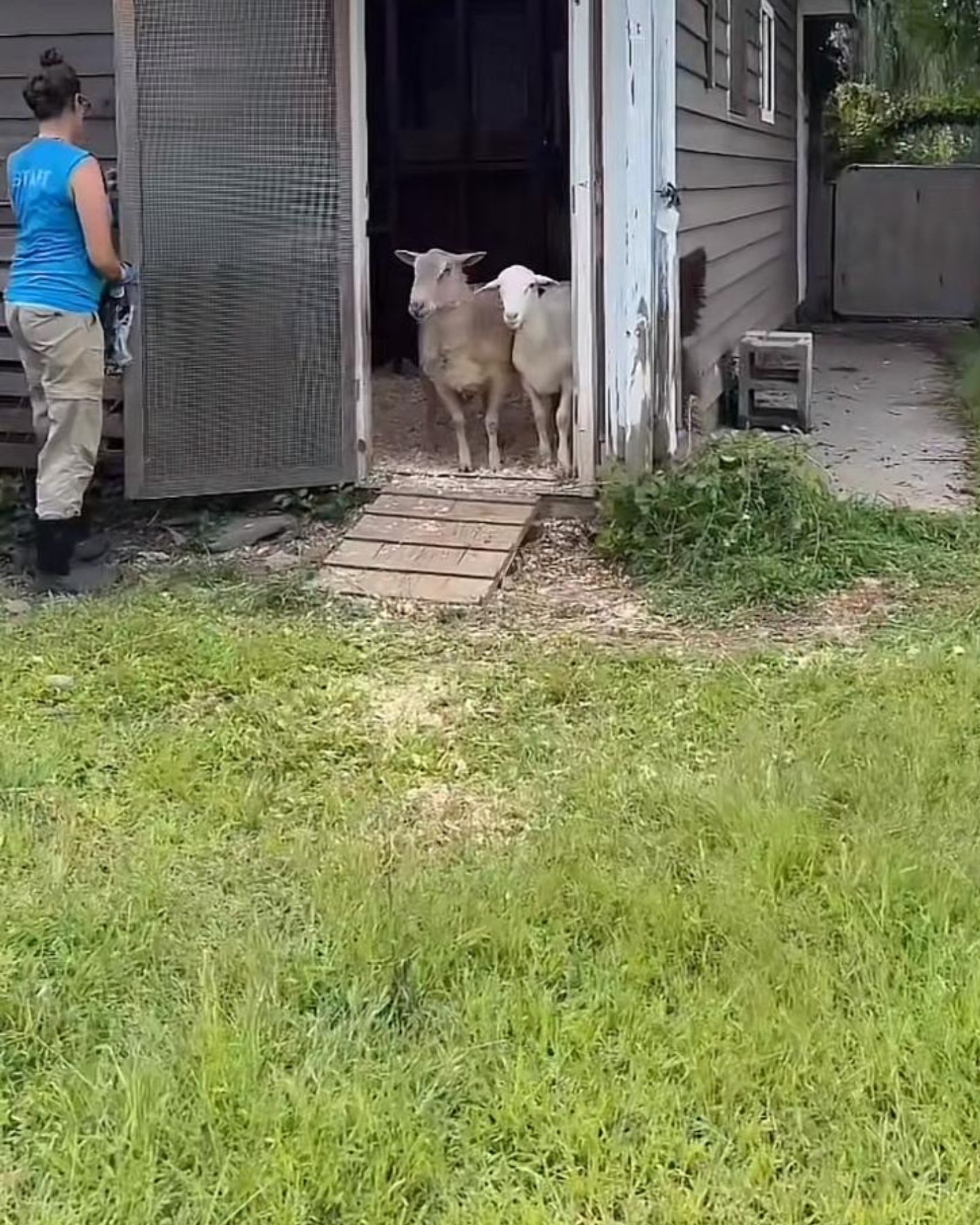 rescued sheep