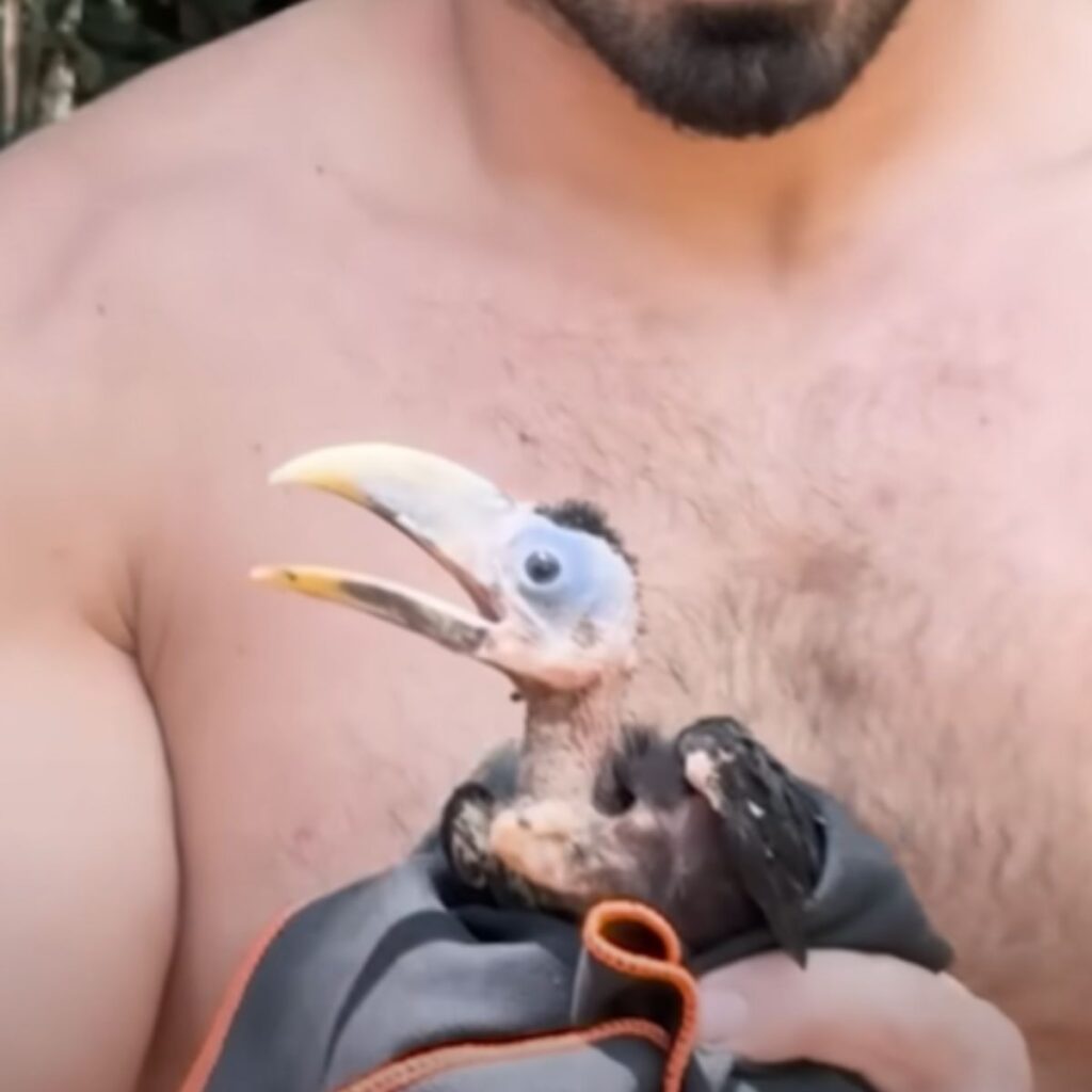 rescued toucan in the hands of a man