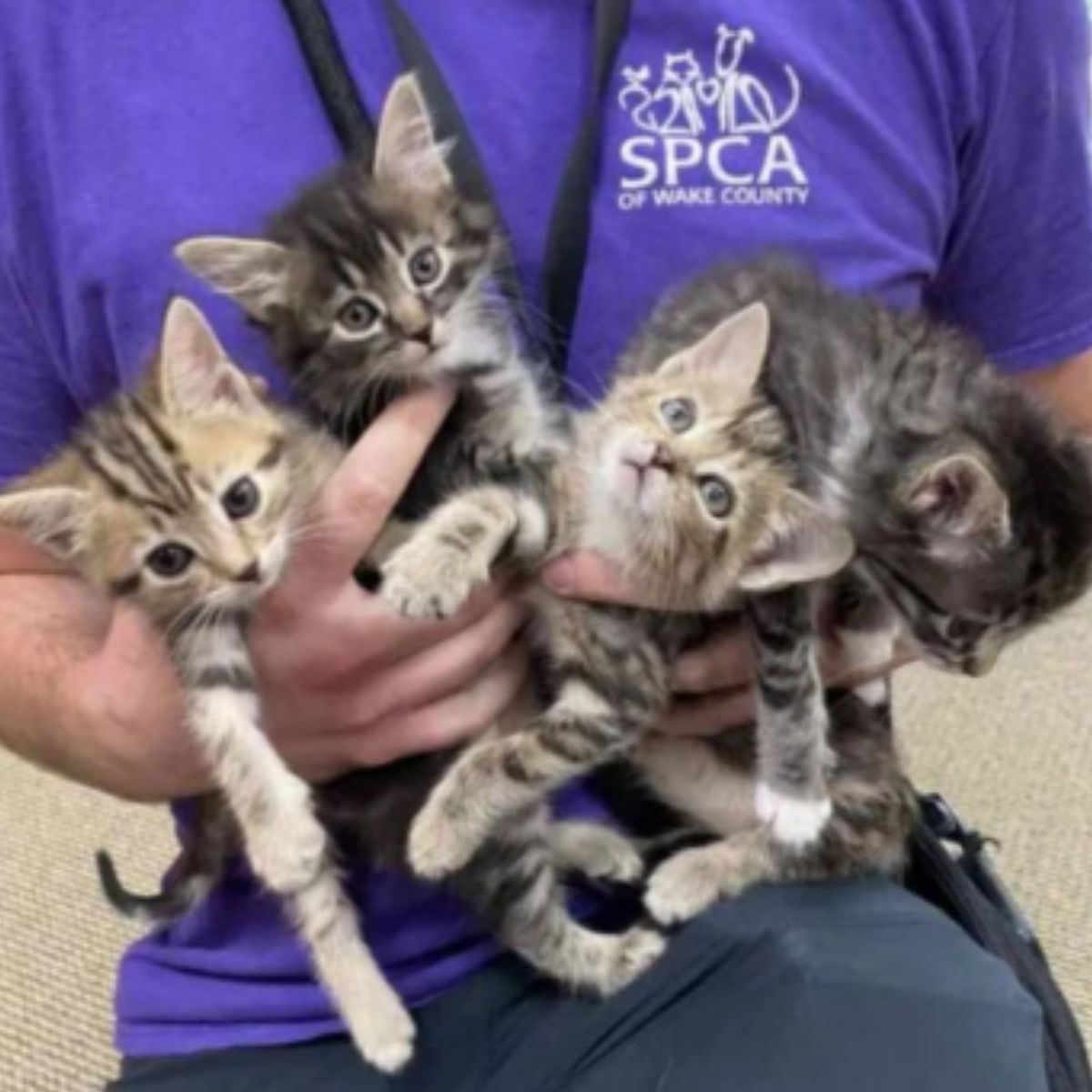 rescuer holding four kitten