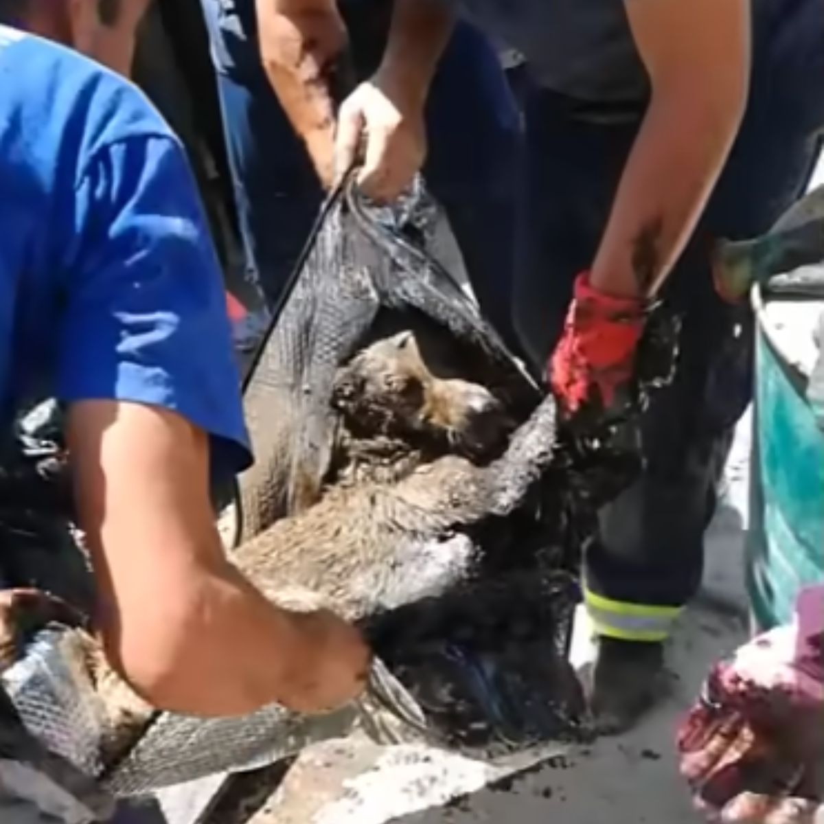 rescuers saving dog