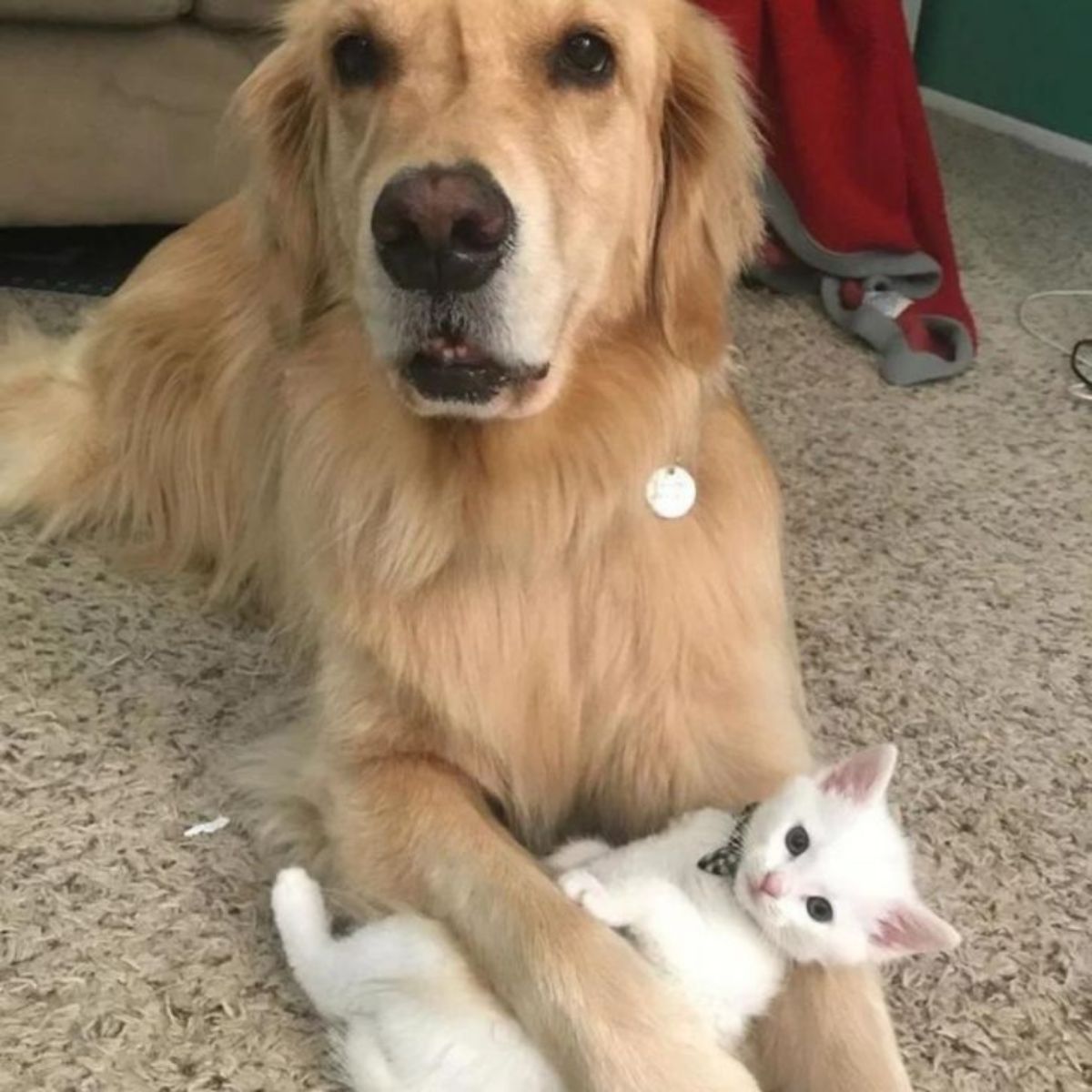 retriever dog with tiny kitten