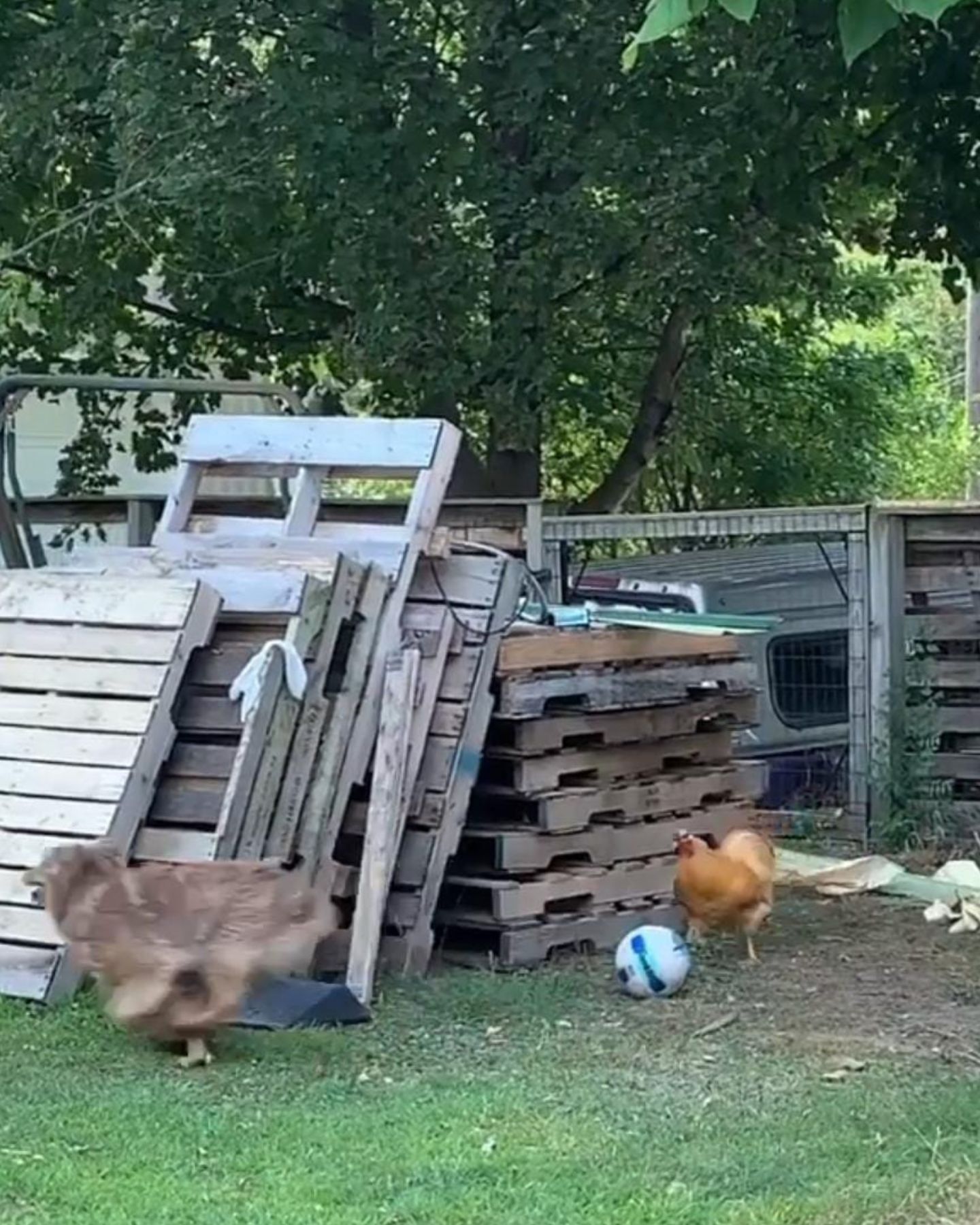 rooster chasing a dog