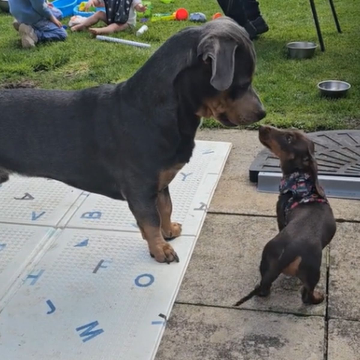 rottweiler and dachshund dogs sniffing each other