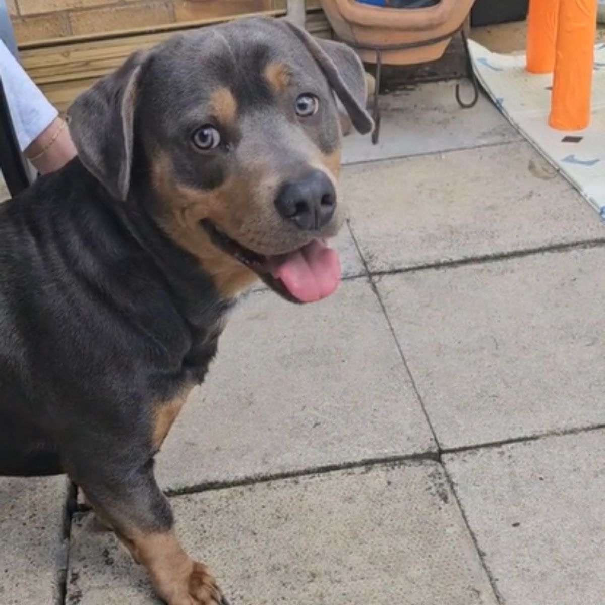 rottweiler standing outdoor