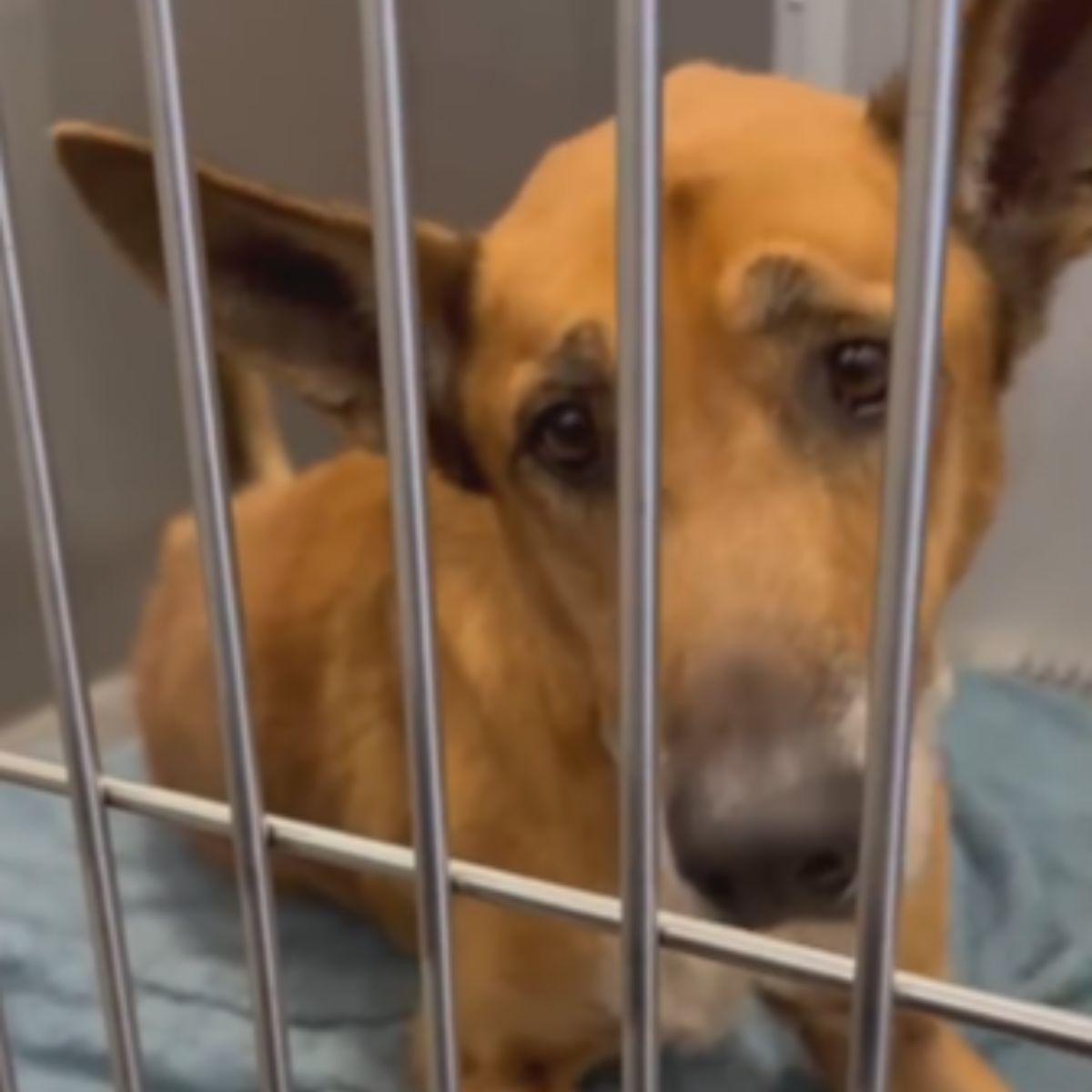 sad dog in shelter