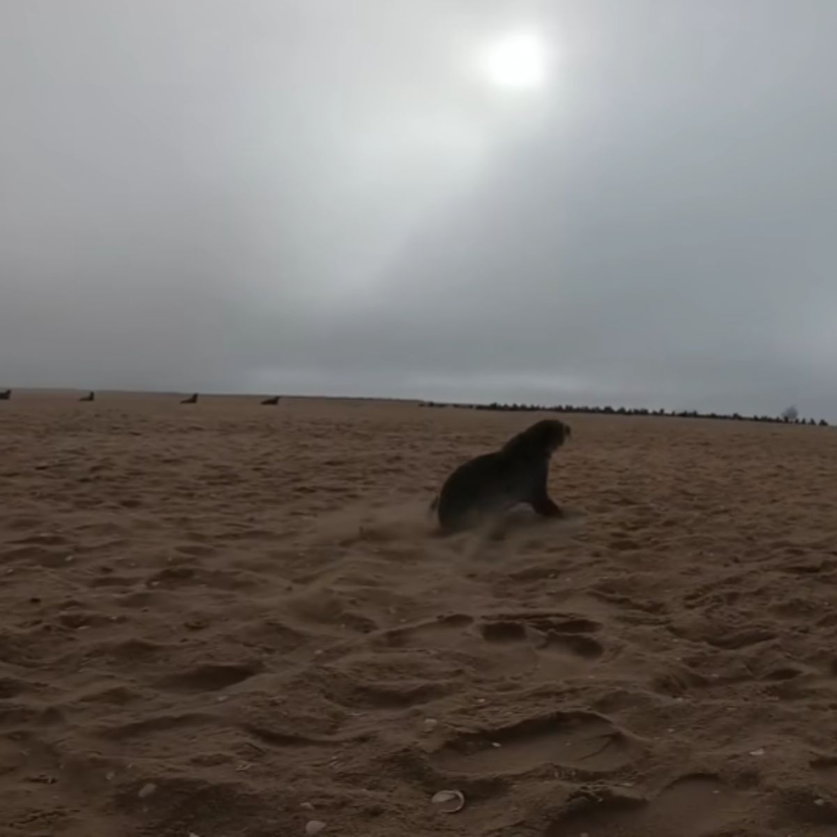 seal on the sand