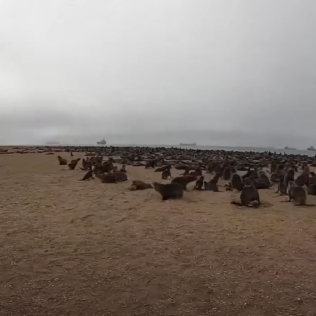 seals on the beach