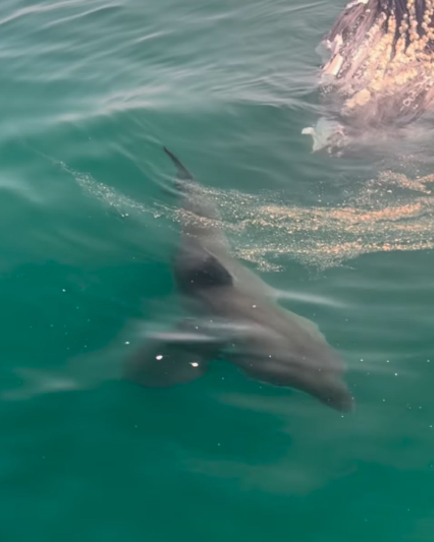 shark in the ocean