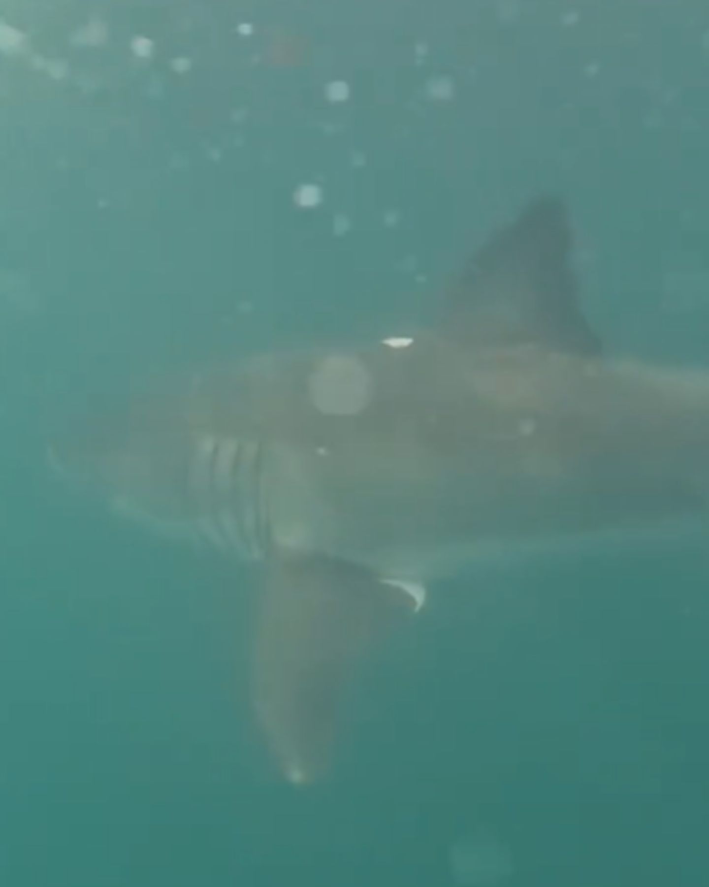 shark under a boat