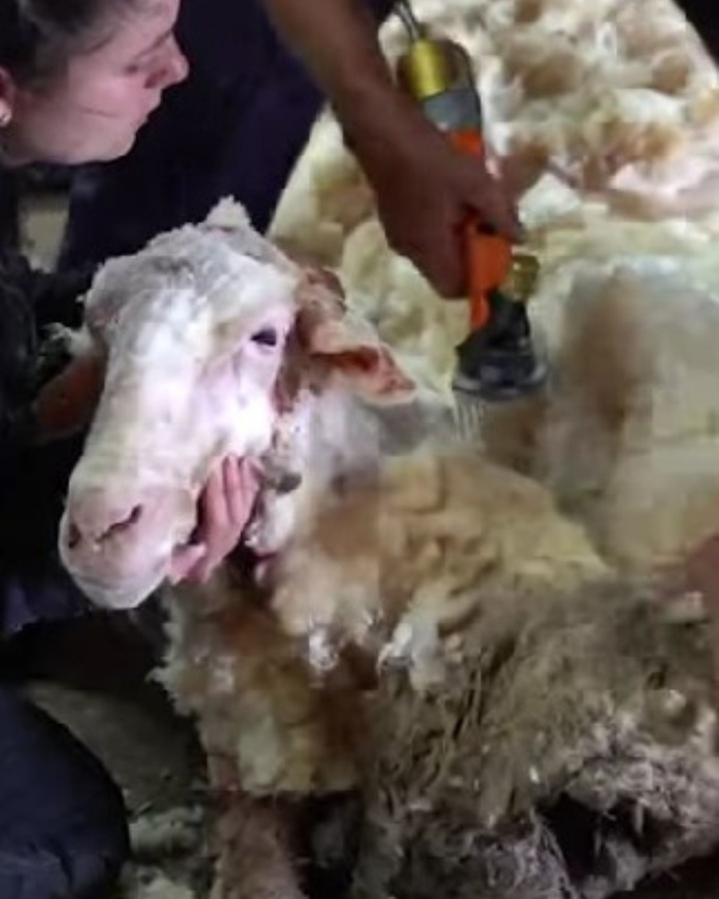 shaving the ram