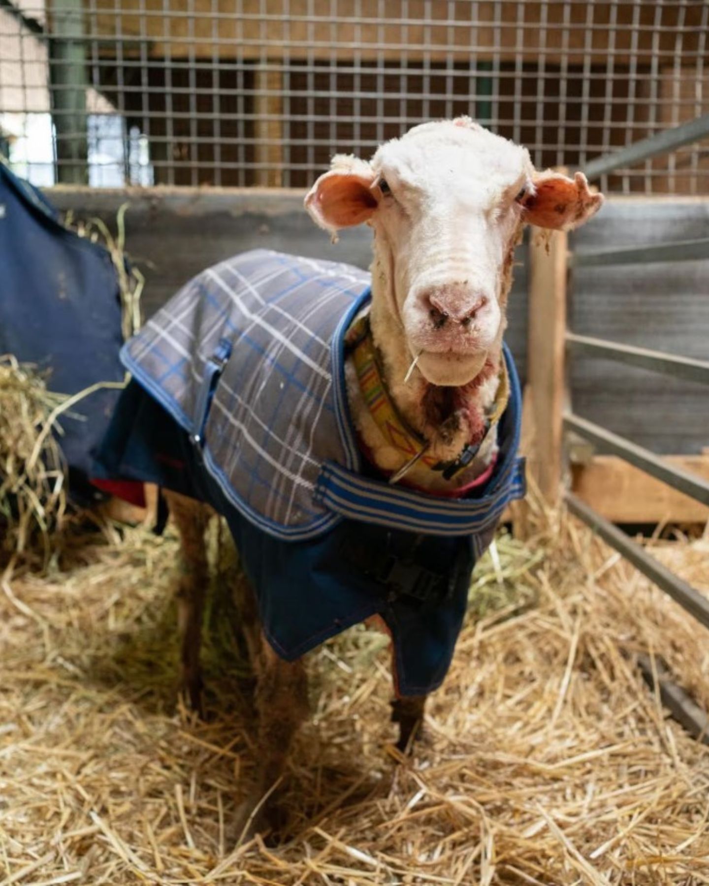 sheep with clothes