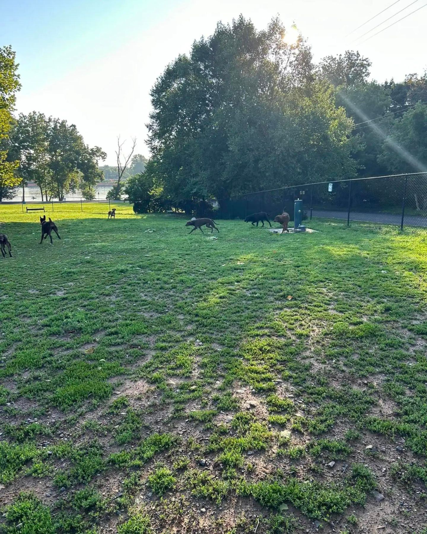 six puppies in a park