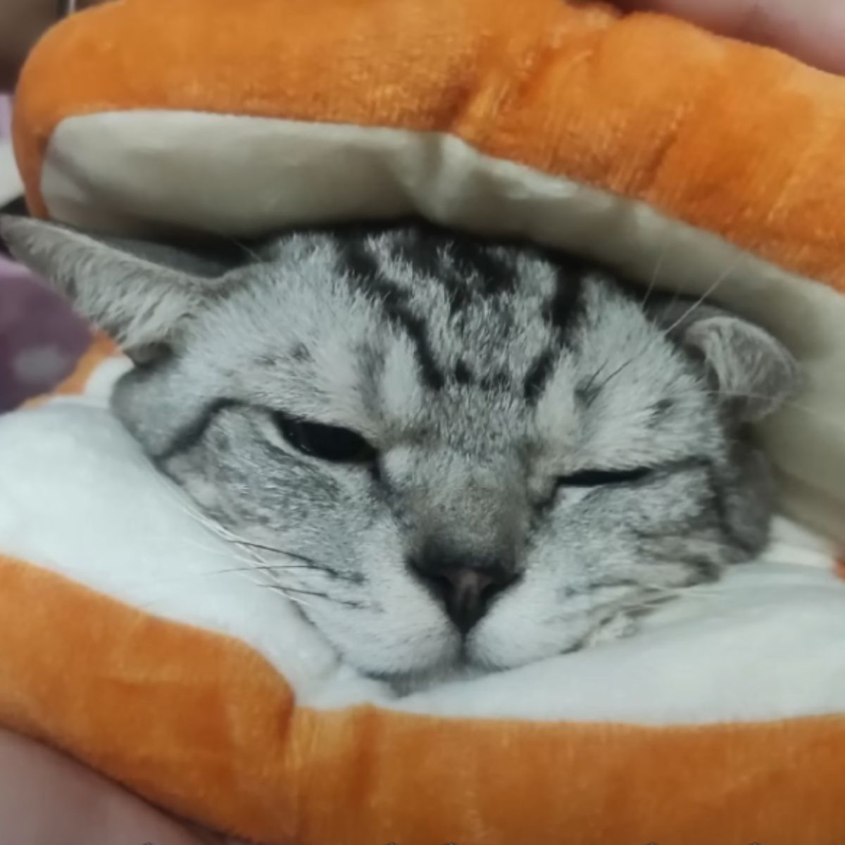 snuggled cat