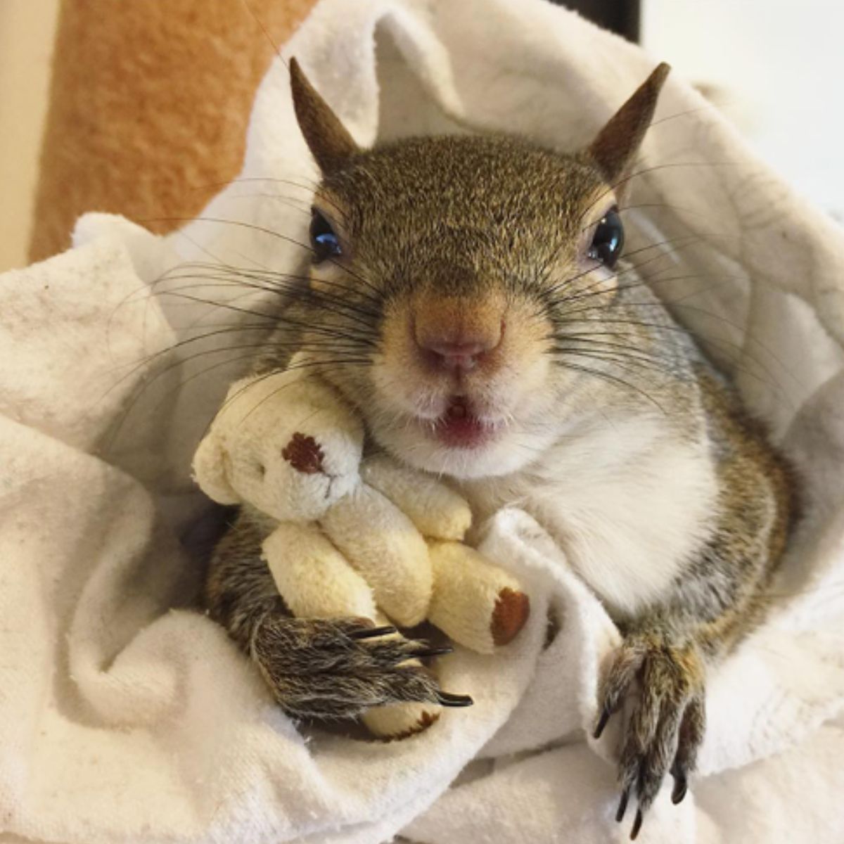 squirrel holding a teddy bear