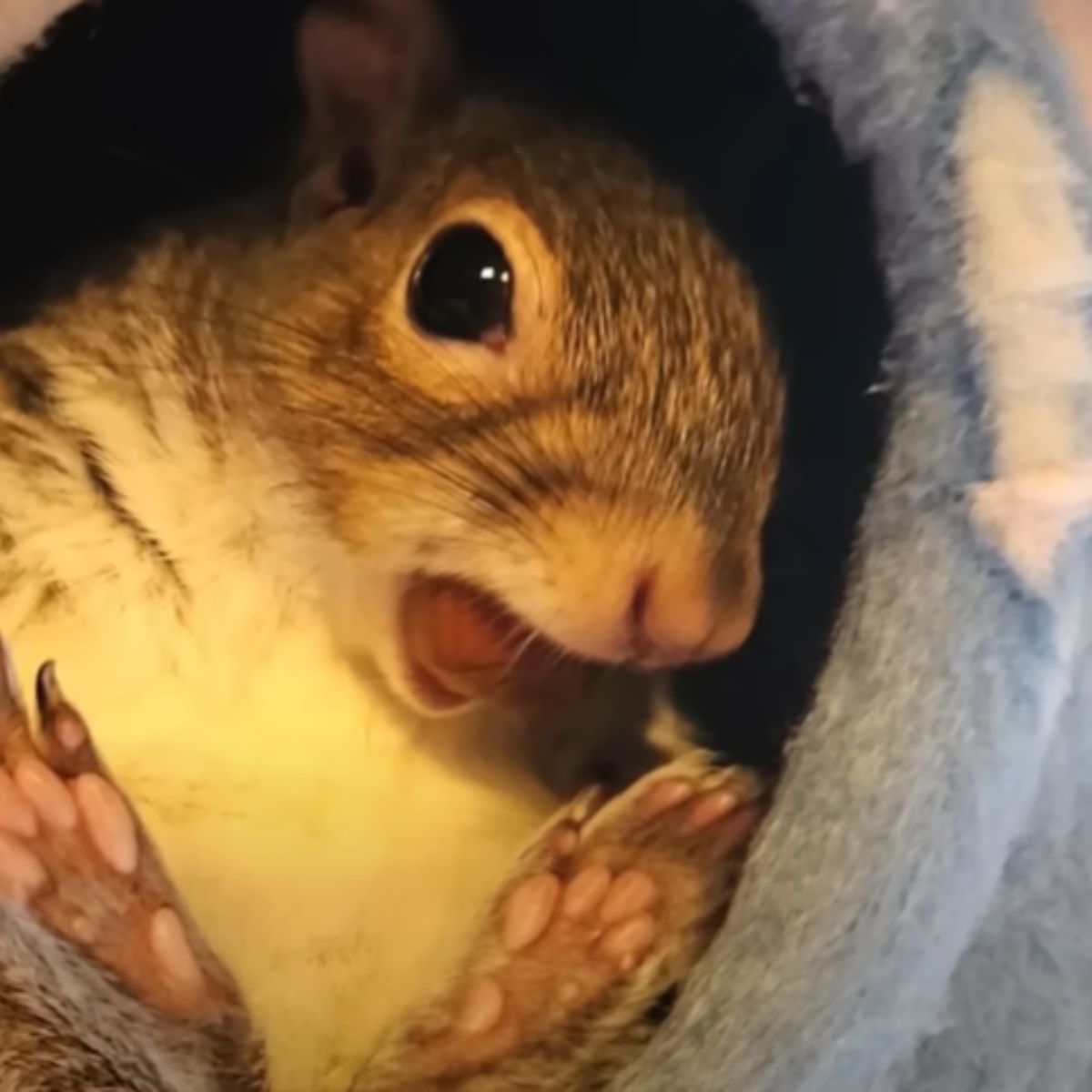 squirrel in the blanket