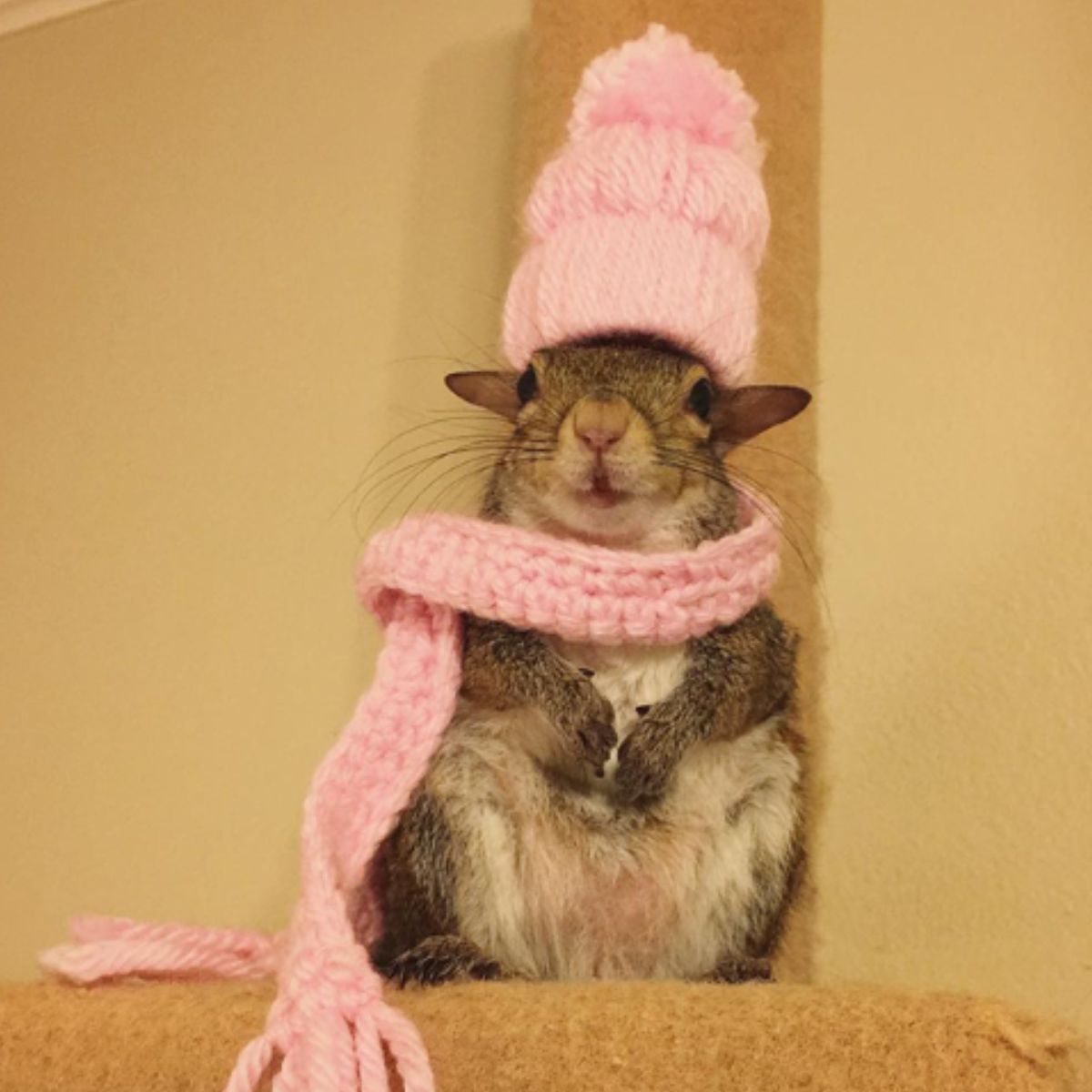 squirrel wearing pink hat and scarf