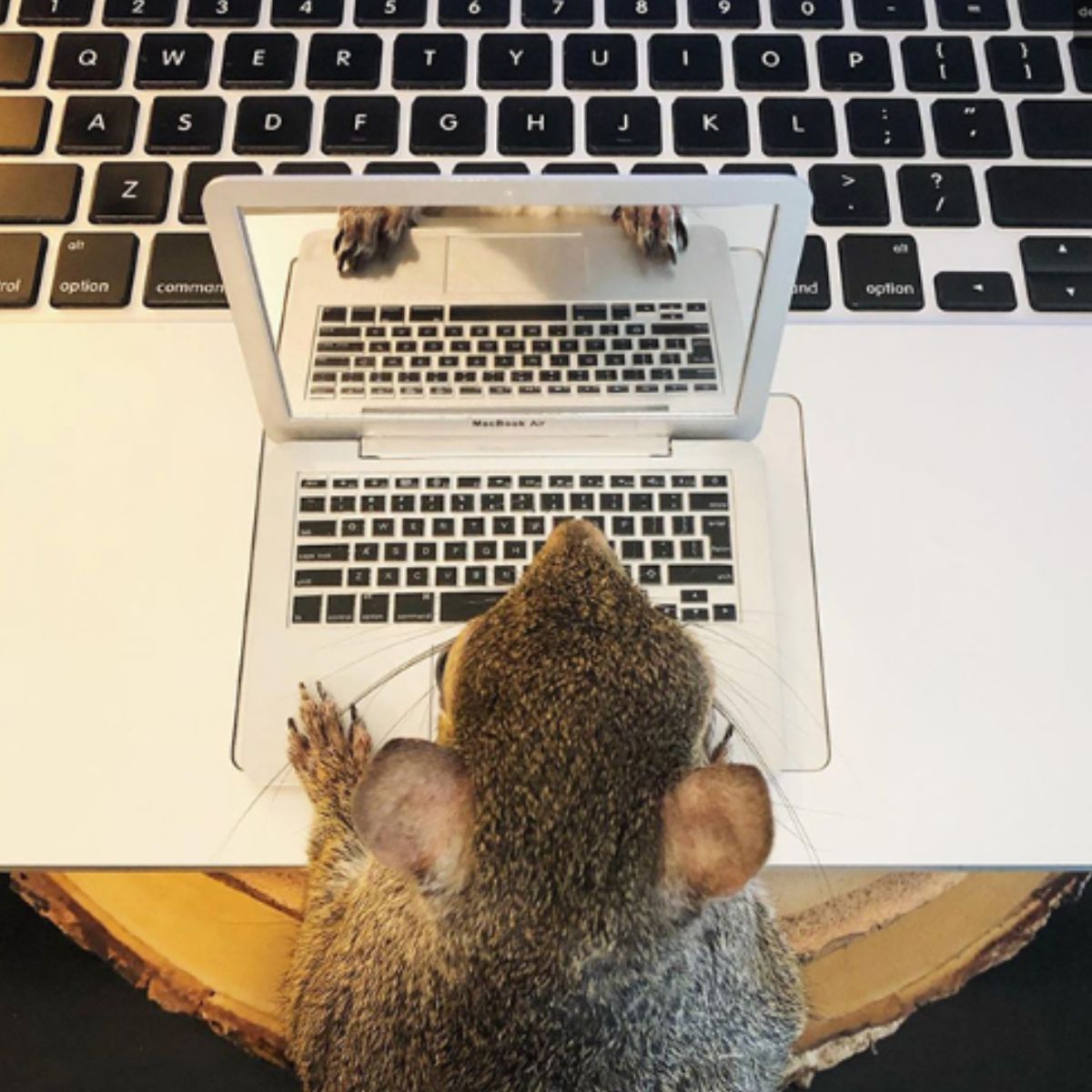 squirrel with a laptop