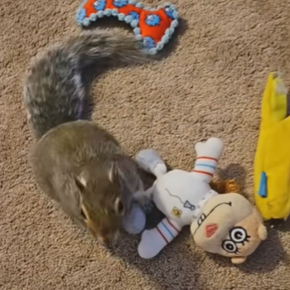 squirrel with toys