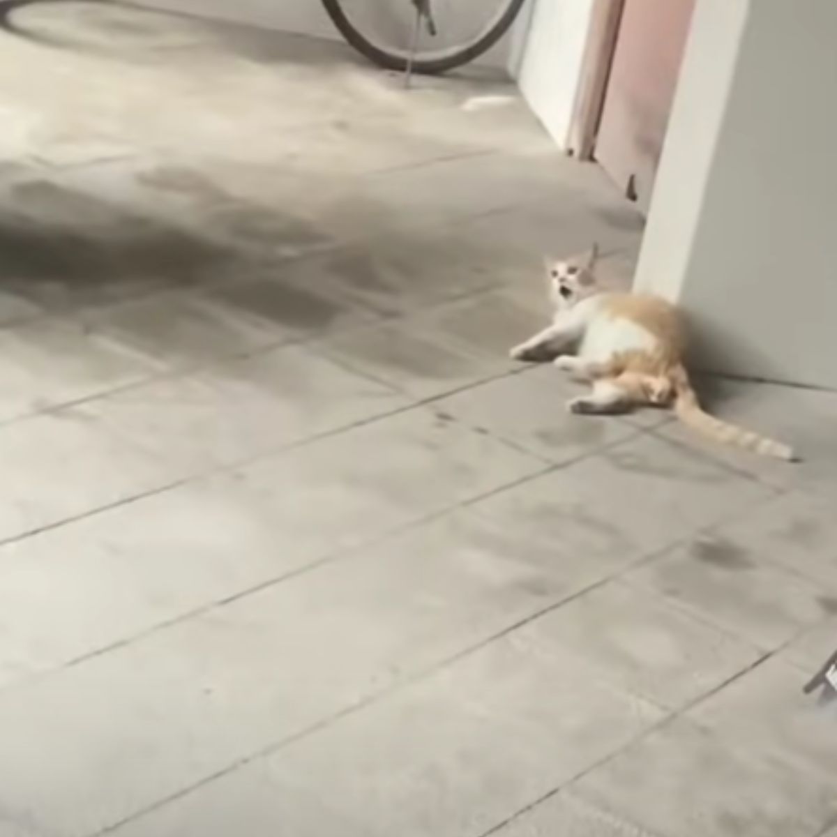 stray pregnant cat