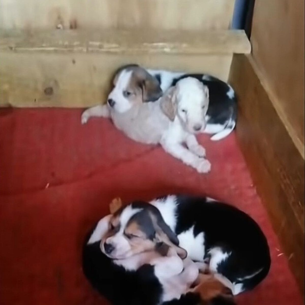 sweet puppies