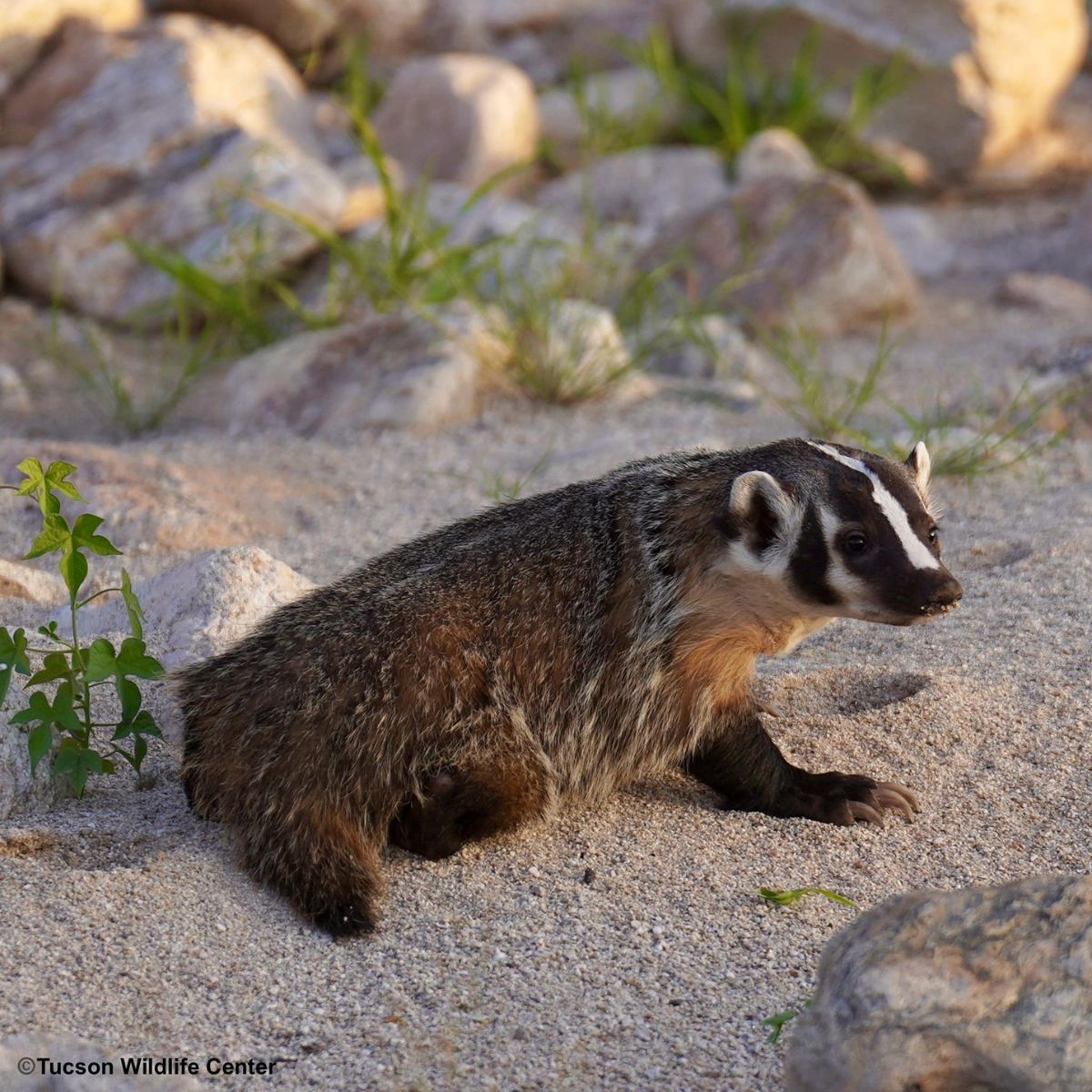 sweet wild American badger